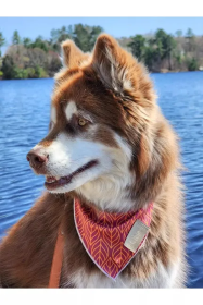 Twilight Trails Dog Bandana (size: M/L - 27in x 13in)