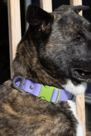 Lavender Garden Waterproof Dog Collar (size: 17 - 20 inch)